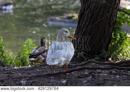 The Rare White Mallard Duck In The Flock Of Canada Geese And Mallard Ducks