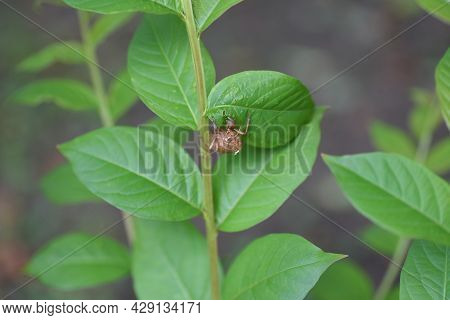 Cicada Shell. Cicadas Grow Larger By Repeating Molting. Shells Remain On Trees And Grass After The F