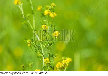 Sickle Medick In Bloom Close-up View With Selective Focus On Foreground