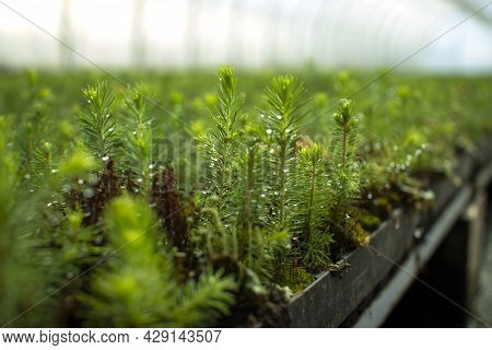 Green Seedlings Of Coniferous Trees. A Greenhouse For Growing Plants And Trees.
