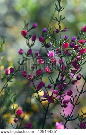 Backlit Pink Flowers And Buds Of Australian Native Boronia Ledifolia, Family Rutaceae. Growing In Sy
