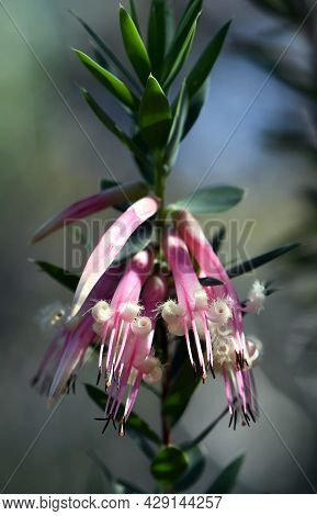 Australian Native Pink Five-corners Flowers, Styphelia Triflora, Family Ericaceae, Growing In Sydney