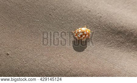 Ladybug Yellow In Nature In Siberia, Ladybug Beetles. Calvia Quatuordecimguttata. Ladybug, Orange, A