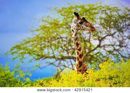 Girafs hoved stående fra den varme grød. Safari i Tsavo West, Kenya, Afrika