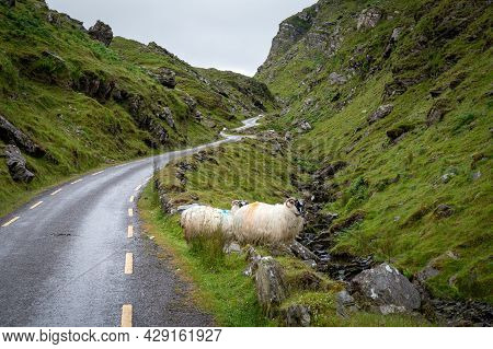 Sheep On The Road Of Ballaghbeama Gap In County Kerry Ireland