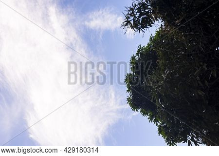 Bright Blue Sky With Clouds And Leaves On A Tree.