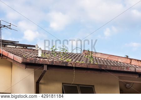 Clogged Roof Rain Gutter Full Of Dry Leaf And Plant Growing In It