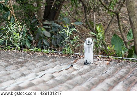 Clogged Roof Rain Gutter Full Of Dry Leaf And Plant Growing In It