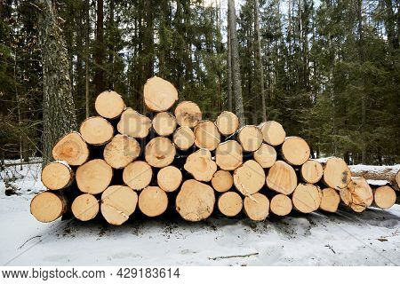 A Wood Material Logging. Round Timber Stock. Lumber-camp Of Pine. Mass Deforestation. Freshly Cut Tr