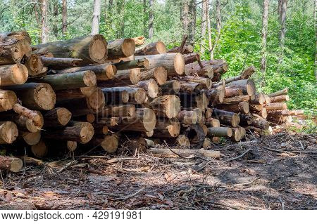 Felling Trees. Trunks Of Felled Trees. Cut Down Trees. Deforestation And Logging.