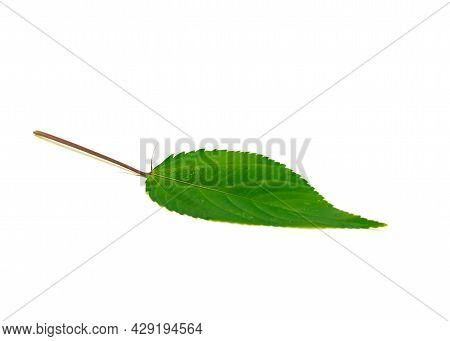 One Jute Mallow Or Nalta Jute Red Egyptian Spinach Leaf Isolated On White Background