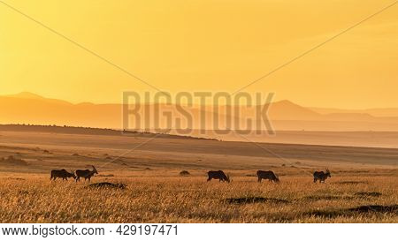 A herd of comman eland, tragelaphus oryx, grazing in the grassland of the Masai Mara, Kenya, in early morning sunlight. 