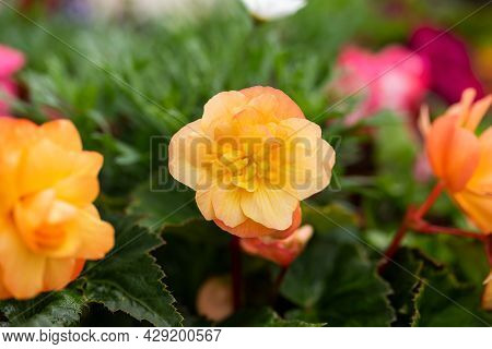 Orange Hybrid Begonia Tuberhybrida Flower With Pink Rim Petals In Summer Garden
