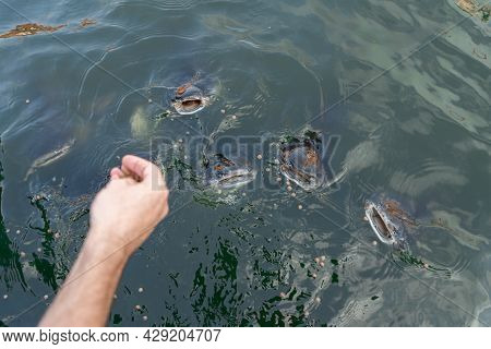 A Flock Of Catfish Swims Near The Surface Of The Water Begging For Food. Feeding Fish In The Park La