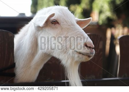 Thoroughbred White Goat Head Close Up On A Rural Animal Farm.breeding Goats For Production For Goat 
