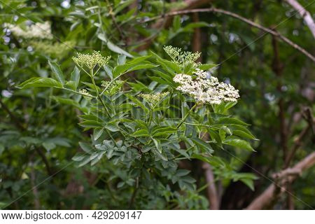 Elder Tree Bough Laden With White Elderflower Blossom On Sunlight.