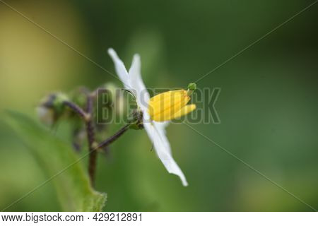 Carolina Horsenettle Flowers. Solananaceae Perennial Weed Plant.
