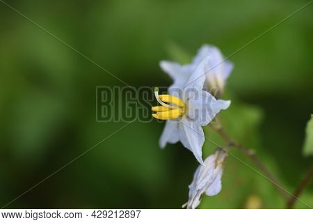 Carolina Horsenettle Flowers. Solananaceae Perennial Weed Plant.