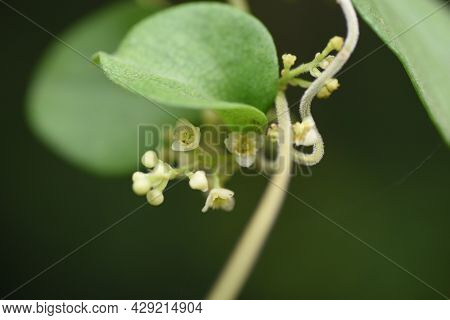 Snailseed Flowers. Menispermaceae Deciduous Vine And Toxic Plants.