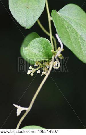 Snailseed Flowers. Menispermaceae Deciduous Vine And Toxic Plants.