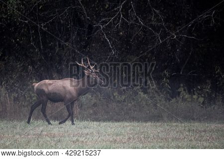 Bull Elk Trots Across Field In Oconaluftee Valley In Great Smoky Mountains National Park