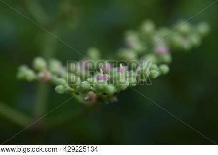 Bushkiller Flowers. Vitaceae Vine Weed.many Insects Gather In Search Of Nectar.