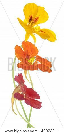 Nasturtium