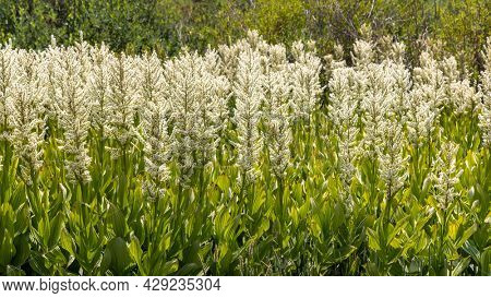 Several tall Corn Lily plants in rural Colorado