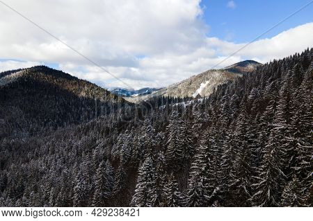 Winter Landscape With Spruse Trees Of Snow Covered Forest In Cold Mountains.