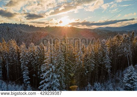 Winter Landscape With Spruse Trees Of Snow Covered Forest In Cold Mountains.