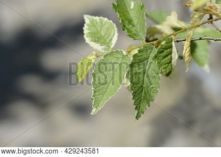 Small-leaved Elm Silvery Gem Branch - Latin Name - Ulmus Minor Silvery Gem