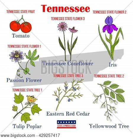 Tennessee. Set Of Usa Official State Symbols. Vector Hand Drawn Illustration
