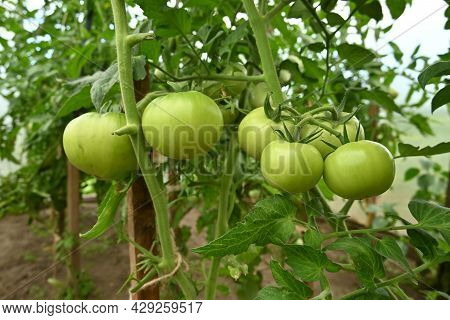Green Tomato Plant Closeup. Green Tomato Fruit On The Greenhouse Plant With Leaves. Tomato Plantatio