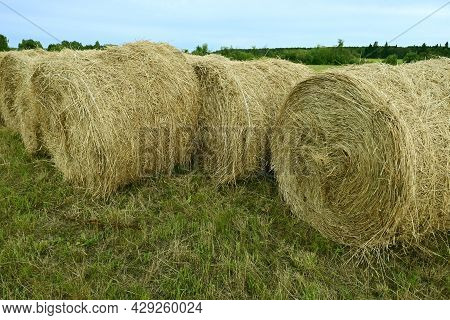 Harvesting Straw Rolls For Farm Animal Feed. Round Rolls Of Hay Are Placed On The Farmer Field. Roun