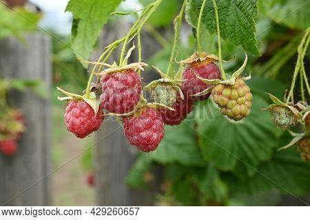 Fresh Raspberries On The Bush Plant With Green Leaves. Raspberry Plantation And Growing. A Bunch Of 