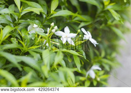 Close-up Of Gerdenia Crape Jasmine With Green Leaves Wall Background.