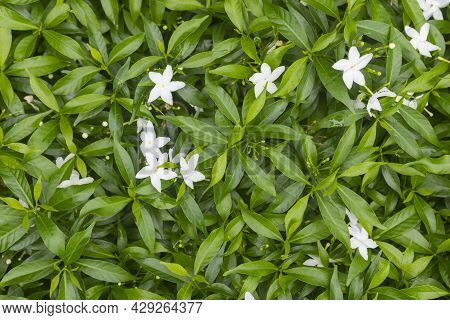 Close-up Of Gerdenia Crape Jasmine With Green Leaves Wall Background.