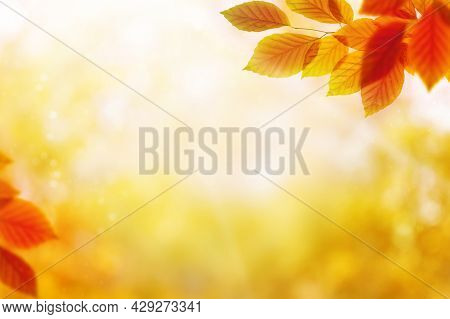 Red And Orange Autumn Leaves Over Blurred Nature Background. Fall Background.
