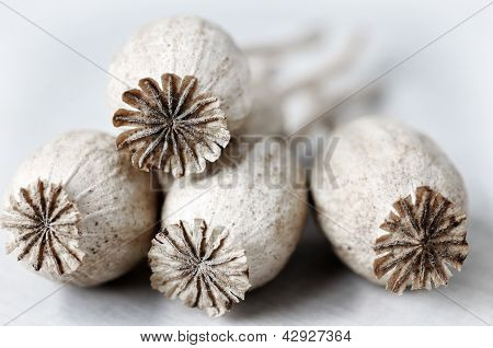 Poppy heads