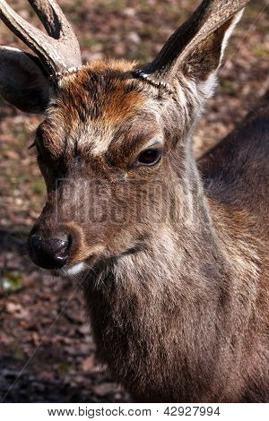 Deer Buck muotokuva