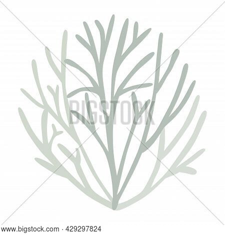 Gray Green Lichen Bush, Icelandic Moss, Logo On White Background