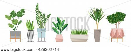A Set Of Fashionable Indoor Plants For The House. Isolated On A White Background. Dracaena, Monstera