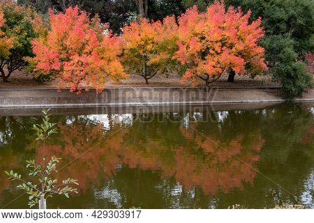Colorful Tree At The Uc Davis Arboretum In The Fall Reflected On Lake Spafford, Featuring Orange Hue