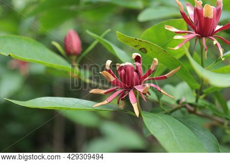 Blooming Purple Calicantha Flower In The Garden.