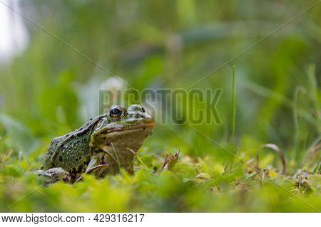 Frog Sitting In The Grass, Toad On The Green Grass, Slippery Cold Frog In Nature, Warts On The Skin.
