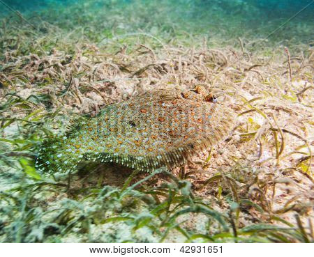 Pesce piatto carino su fondo sabbioso