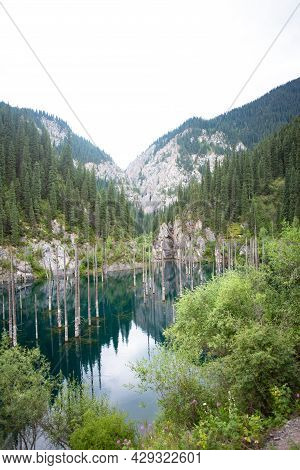 Sunken Forest In The Blue Mountain Lake