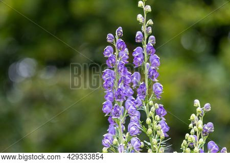 Close Up Of Monks Hood (aconitum Napellus) Flowers In Bloom