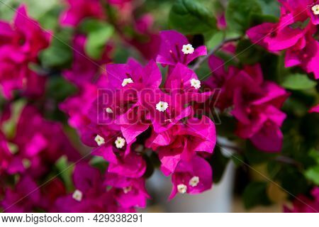 Blooming Bougainvillea Flowers Background. Bright Pink Magenta Bougainvillea Lesser Bougainvillea Bo