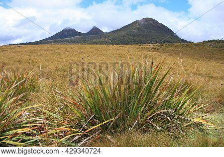 Mountains From A Field In Tasmania In Australia